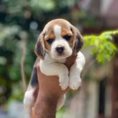 Beagle Price in Visakhapatnam | Beagle Puppies for sale in Visakhapatnam