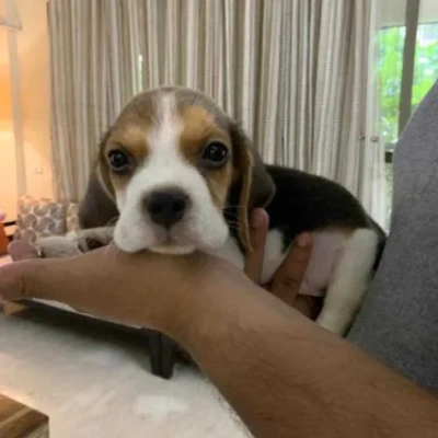 Beagle Price in Gurgaon | Beagle Puppies for sale in Gurgaon