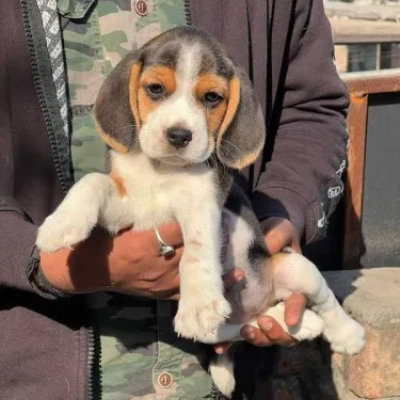 Beagle Price in Visakhapatnam | Beagle Puppies for sale in Visakhapatnam