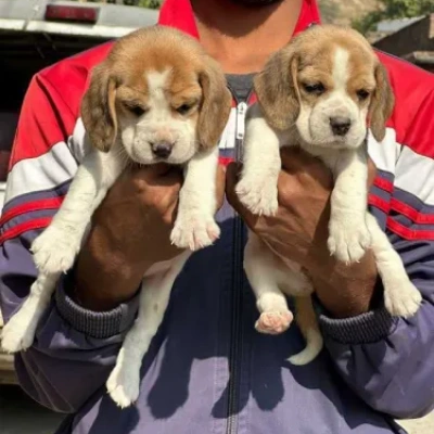 Beagle Price in Visakhapatnam | Beagle Puppies for sale in Visakhapatnam