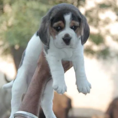 Beagle Price in Mumbai | Beagle Puppies for sale in Mumbai