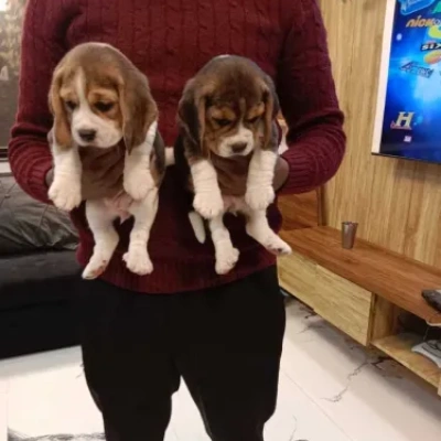 Beagle Price in Delhi | Beagle Puppies for sale in Delhi