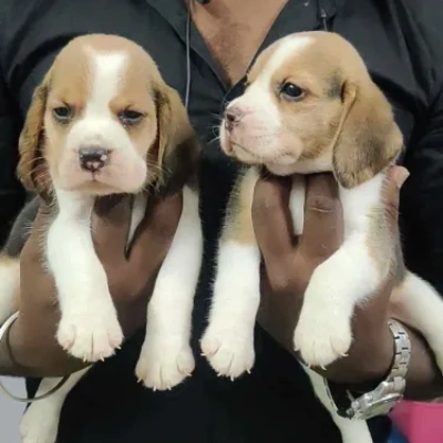 Beagle Price in Hyderabad | Beagle Puppies for sale in Hyderabad