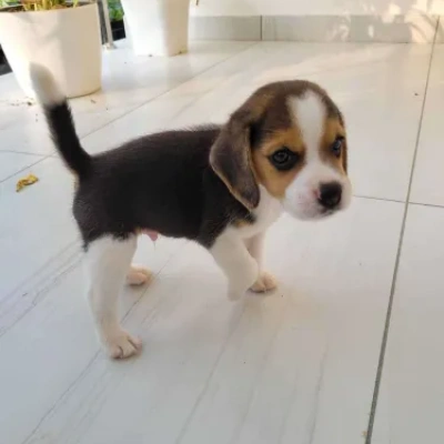 Beagle Price in Nashik | Beagle Puppies for sale in Nashik