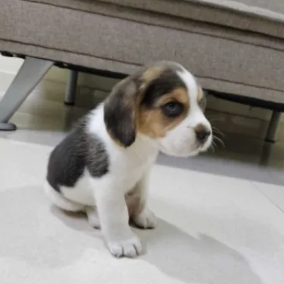 Beagle Price in Pune | Beagle Puppies for sale in Pune