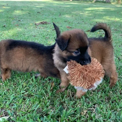 Belgian Malinois Price in Surat | Belgian Malinois Puppies for sale in Surat