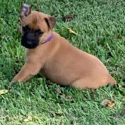 Belgian Malinois Price in Surat | Belgian Malinois Puppies for sale in Surat