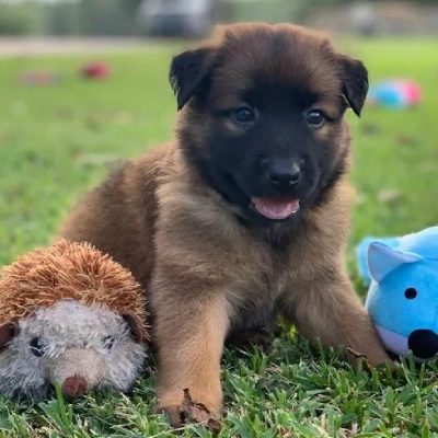 Belgian Malinois Price in Surat | Belgian Malinois Puppies for sale in Surat