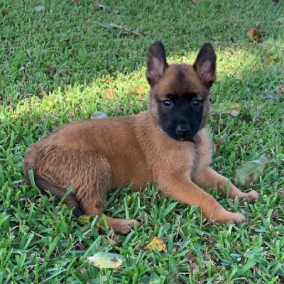 Belgian Malinois Price in Surat | Belgian Malinois Puppies for sale in Surat