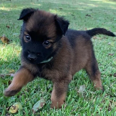 Belgian Malinois Price in Surat | Belgian Malinois Puppies for sale in Surat