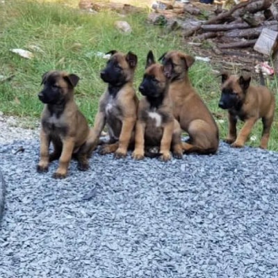 Belgian Malinois Price in Surat | Belgian Malinois Puppies for sale in Surat