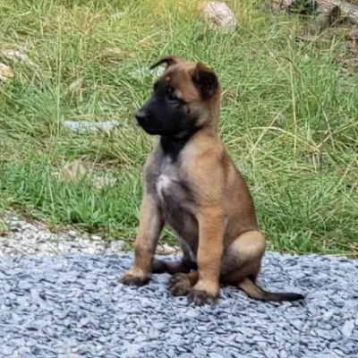 Belgian Malinois Price in Surat | Belgian Malinois Puppies for sale in Surat