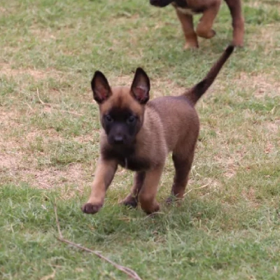 Belgian Malinois Price in Surat | Belgian Malinois Puppies for sale in Surat