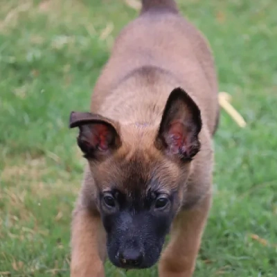 Belgian Malinois Price in Surat | Belgian Malinois Puppies for sale in Surat