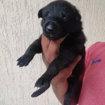 Belgian Malinois Price in Surat | Belgian Malinois Puppies for sale in Surat