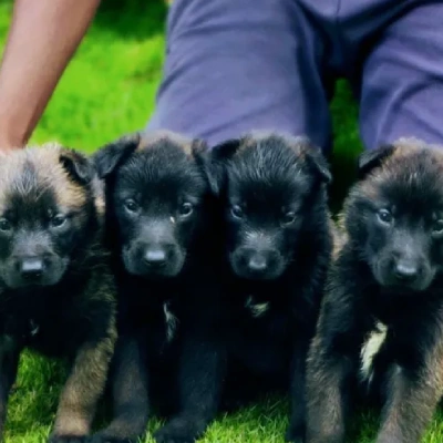 Belgian Malinois Price in Surat | Belgian Malinois Puppies for sale in Surat