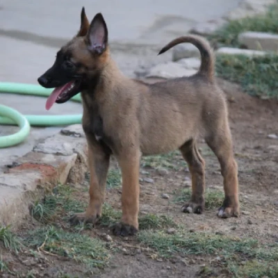 Belgian Shepherd Price in Surat | Belgian Shepherd Puppies for sale in Surat