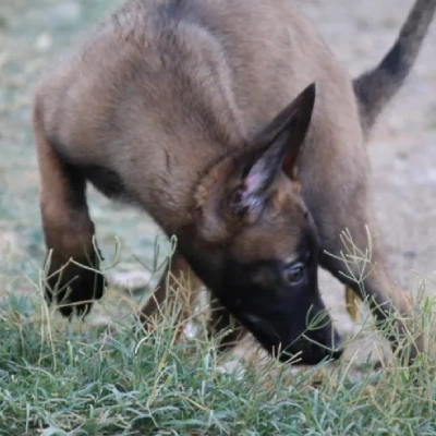 Belgian Shepherd Price in Surat | Belgian Shepherd Puppies for sale in Surat