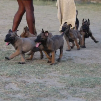 Belgian Shepherd Price in Surat | Belgian Shepherd Puppies for sale in Surat