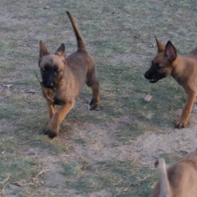 Belgian Shepherd Price in Surat | Belgian Shepherd Puppies for sale in Surat