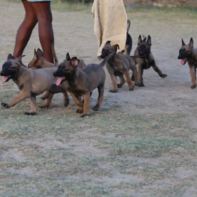 Belgian Shepherd Price in Surat | Belgian Shepherd Puppies for sale in Surat