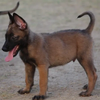 Belgian Shepherd Price in Surat | Belgian Shepherd Puppies for sale in Surat