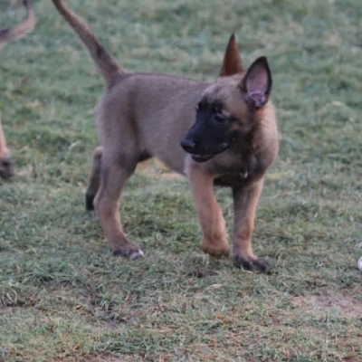 Belgian Shepherd Price in Surat | Belgian Shepherd Puppies for sale in Surat