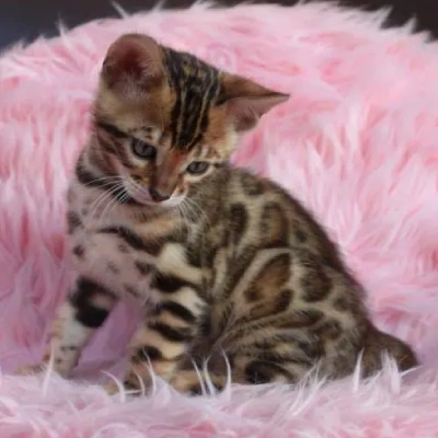 Bengal cat Price in Hyderabad | Bengal cats for sale in Hyderabad