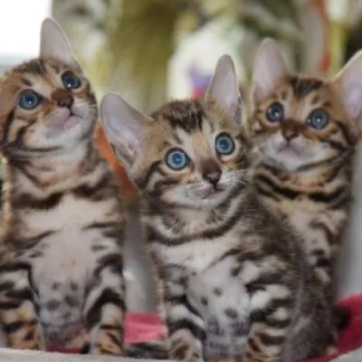 Bengal cat Price in Mumbai | Bengal cats for sale in Mumbai