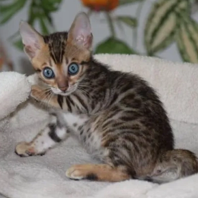 Bengal cat Price in Hyderabad | Bengal cats for sale in Hyderabad