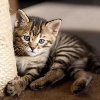 Bengal cat Price in Mumbai | Bengal cats for sale in Mumbai