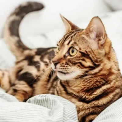 Bengal cat Price in Mumbai | Bengal cats for sale in Mumbai