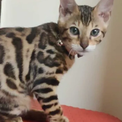 Bengal cat Price in Mumbai | Bengal cats for sale in Mumbai