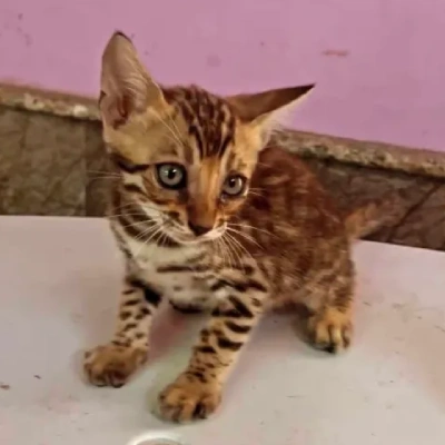 Bengal cat Price in Mumbai | Bengal cats for sale in Mumbai