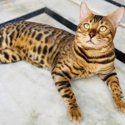 Bengal cat Price in Hyderabad | Bengal cats for sale in Hyderabad