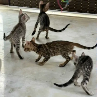 Bengal cat Price in Mumbai | Bengal cats for sale in Mumbai