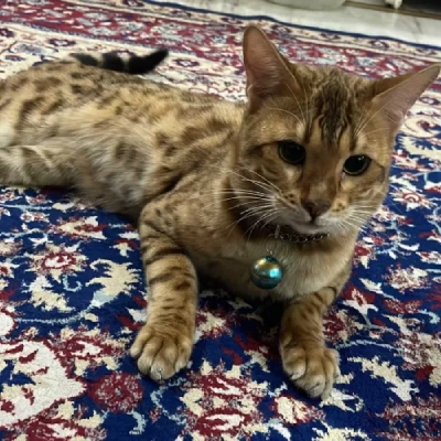 Bengal cat Price in Hyderabad | Bengal cats for sale in Hyderabad