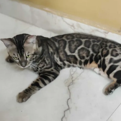 Bengal cat Price in Mumbai | Bengal cats for sale in Mumbai