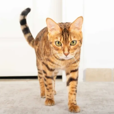 Bengal cat Price in Mumbai | Bengal cats for sale in Mumbai