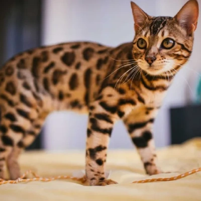 Bengal cat Price in Mumbai | Bengal cats for sale in Mumbai