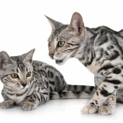 Bengal cat Price in Hyderabad | Bengal cats for sale in Hyderabad