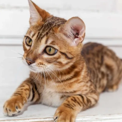 Bengal cat Price in Mumbai | Bengal cats for sale in Mumbai