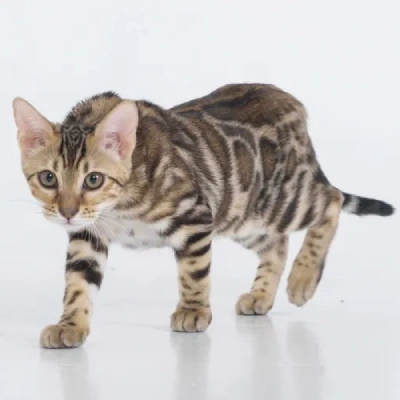 Bengal cat Price in Mumbai | Bengal cats for sale in Mumbai