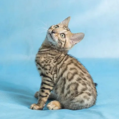 Bengal cat Price in Mumbai | Bengal cats for sale in Mumbai