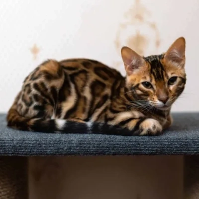 Bengal cat Price in Mumbai | Bengal cats for sale in Mumbai