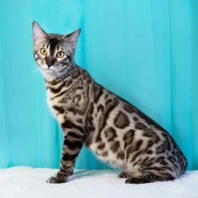 Bengal cat Price in Hyderabad | Bengal cats for sale in Hyderabad