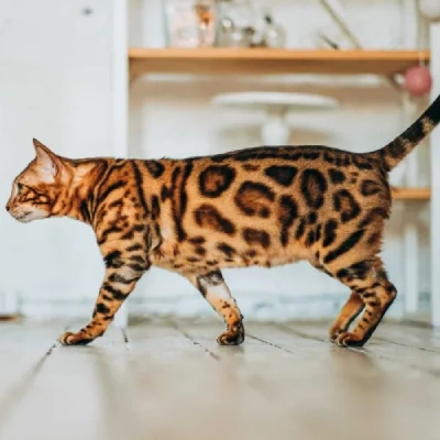 Bengal cat Price in Hyderabad | Bengal cats for sale in Hyderabad