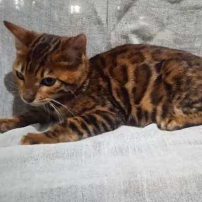 Bengal cat Price in Mumbai | Bengal cats for sale in Mumbai