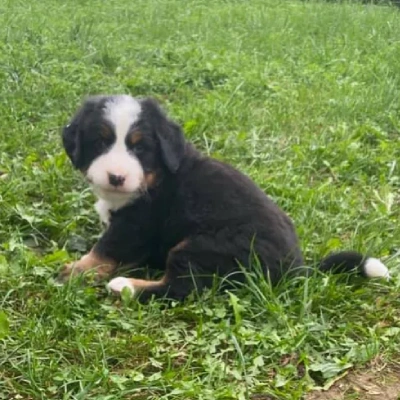 Bernese Mountain Price in Nashik | Bernese Mountain Puppies for sale in Nashik