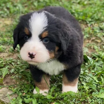 Bernese Mountain Price in Nashik | Bernese Mountain Puppies for sale in Nashik